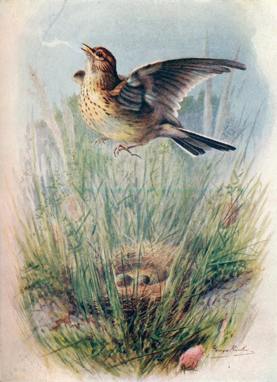 云雀-Alauda arvensis，c1910，1910 作者 乔治·詹姆斯·兰金