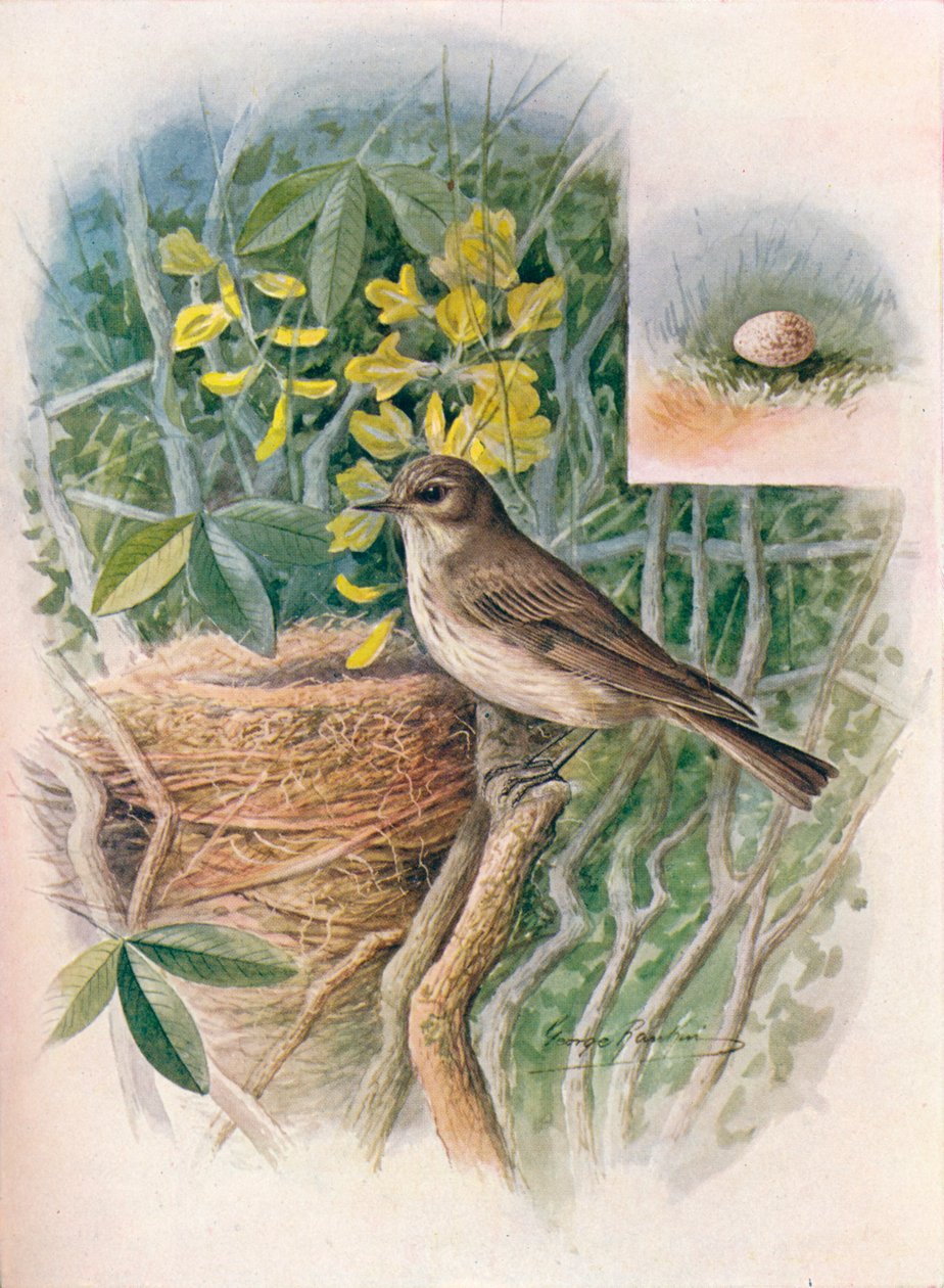 斑蝇捕手-Muscicapa grisola，c1910，1910 作者 乔治·詹姆斯·兰金