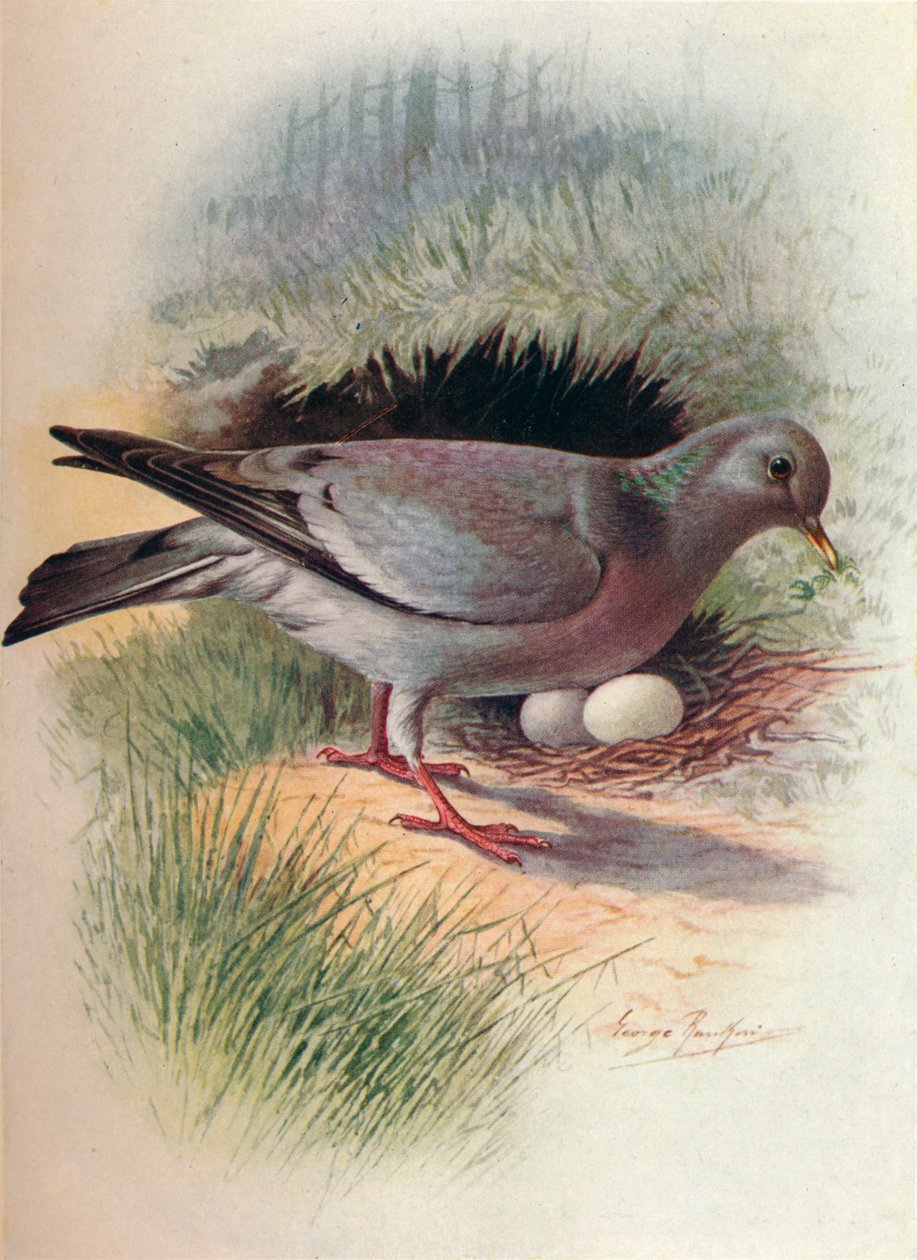 斑鸠-Columba oenas，c1910，1910 作者 乔治·詹姆斯·兰金