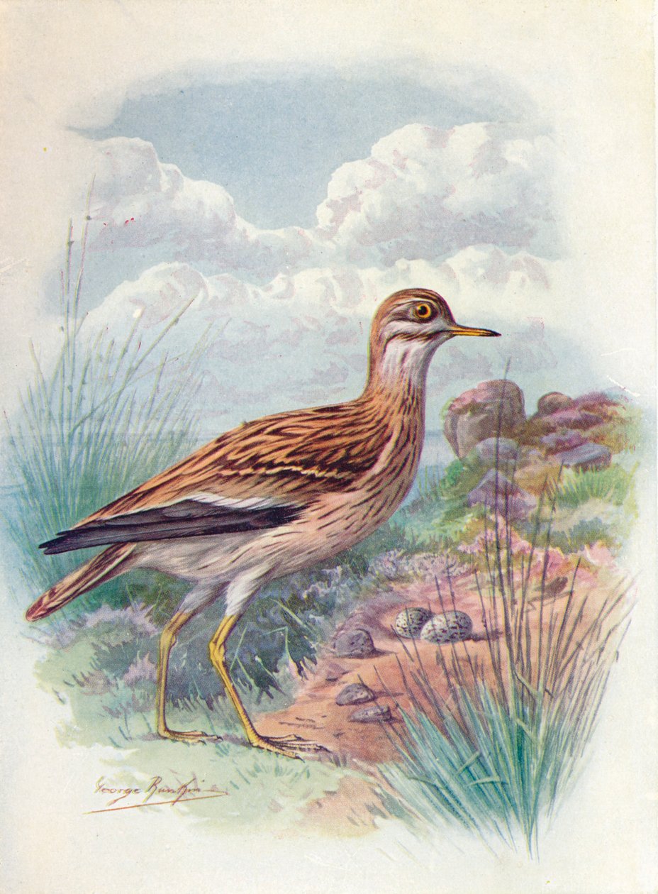 石卷毛，诺福克珩科或厚膝-OEdicnemus scolopax，c1910，1910 作者 乔治·詹姆斯·兰金