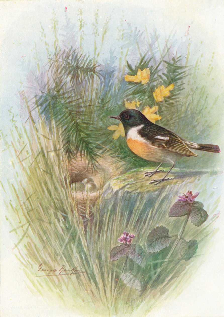 Stonechat-Pratincola rubicola，c1910，1910 作者 乔治·詹姆斯·兰金