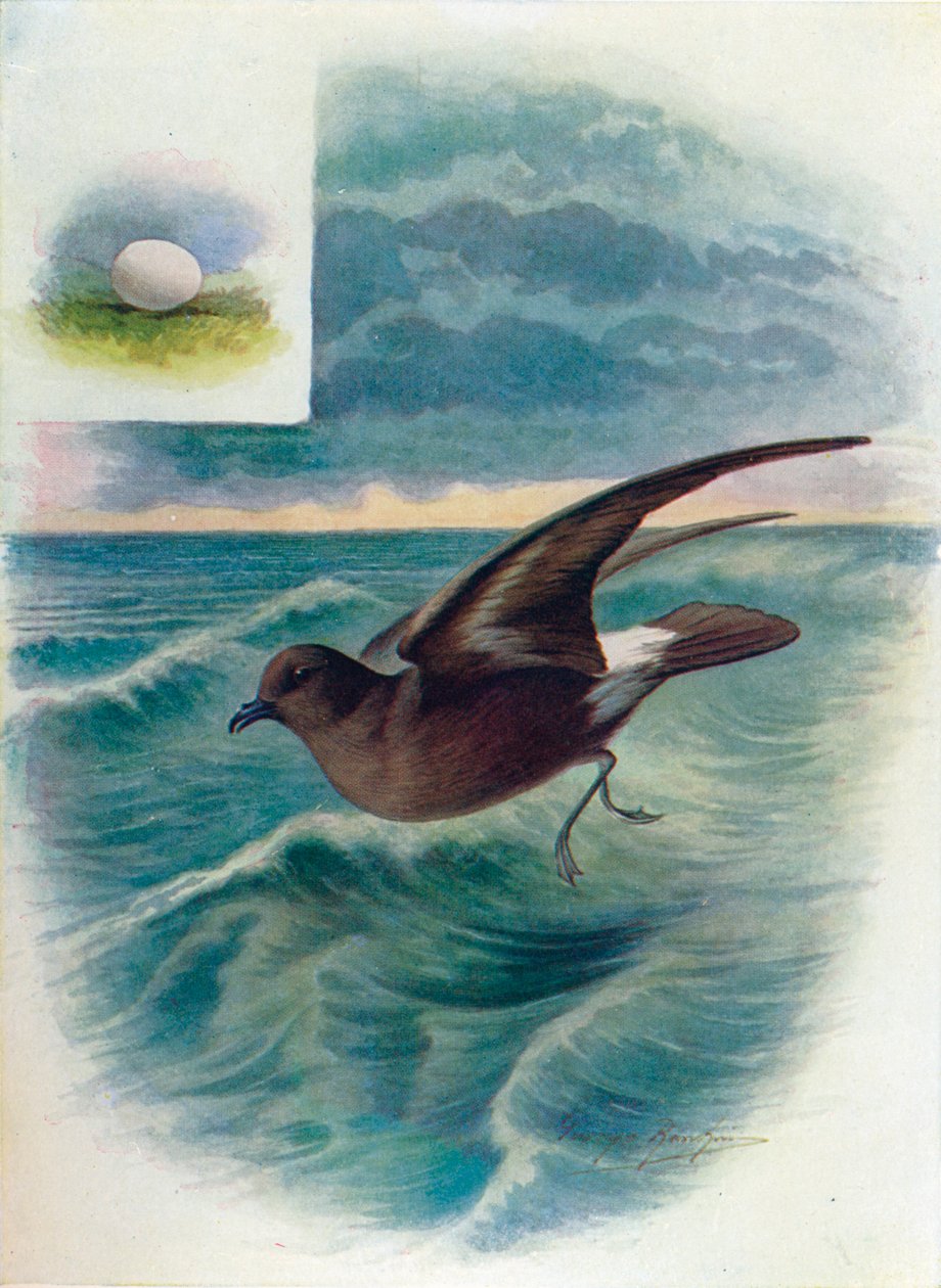 风暴海燕-Procellaria pelagica，c1910，1910 作者 乔治·詹姆斯·兰金