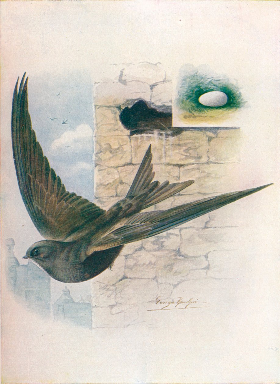 斯威夫特-Cypselus apus，c1910，1910 作者 乔治·詹姆斯·兰金