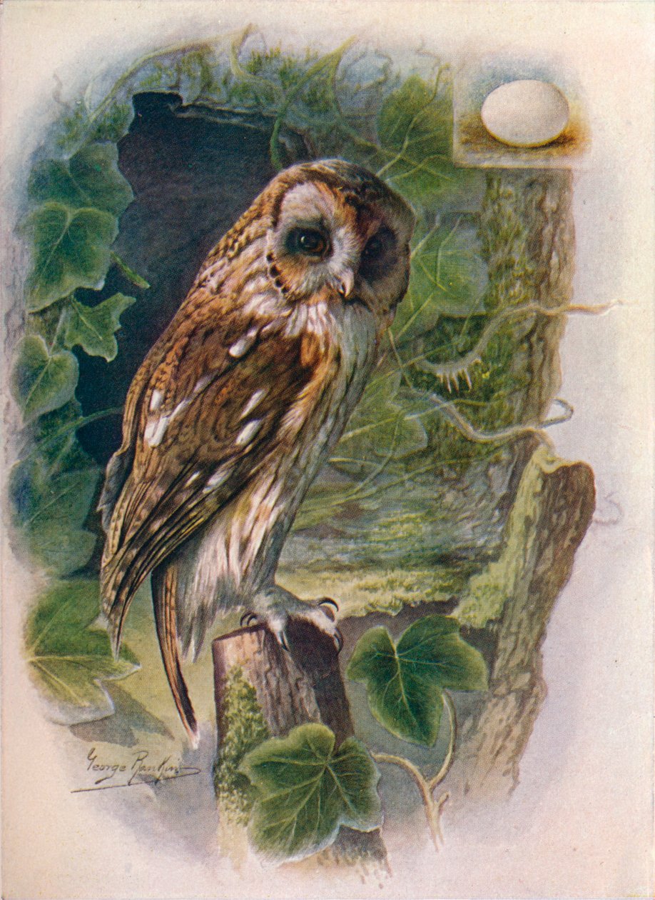 黄褐色的或棕色的猫头鹰-Syrnium aluco，c1910，1910 作者 乔治·詹姆斯·兰金