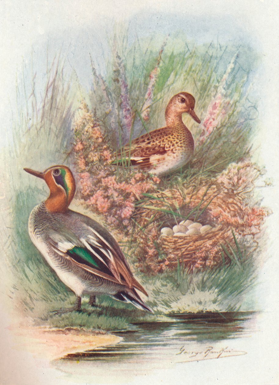 蓝绿色-Nettion crecca，c1910，1910 作者 乔治·詹姆斯·兰金