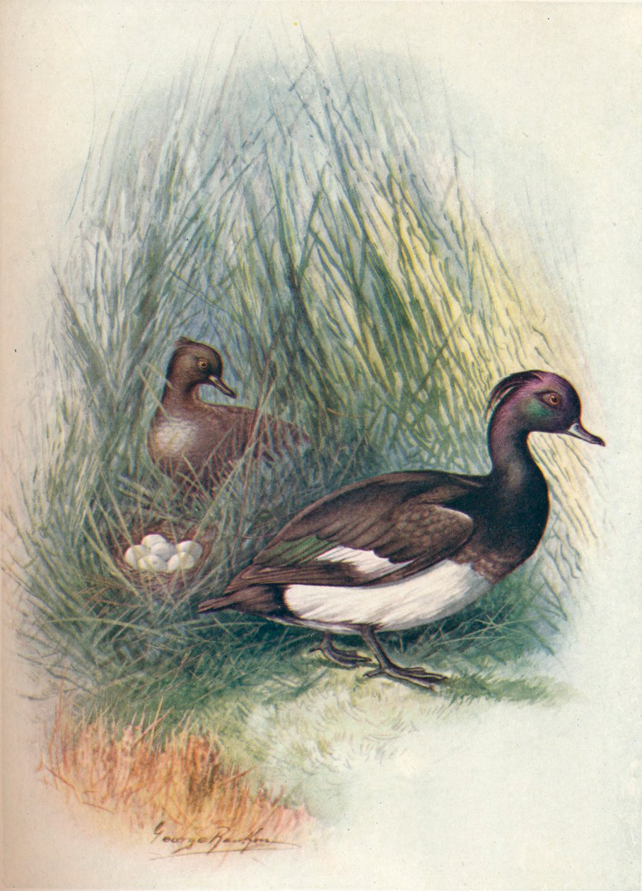 簇绒鸭-Fuligula cristata，c1910，1910 作者 乔治·詹姆斯·兰金
