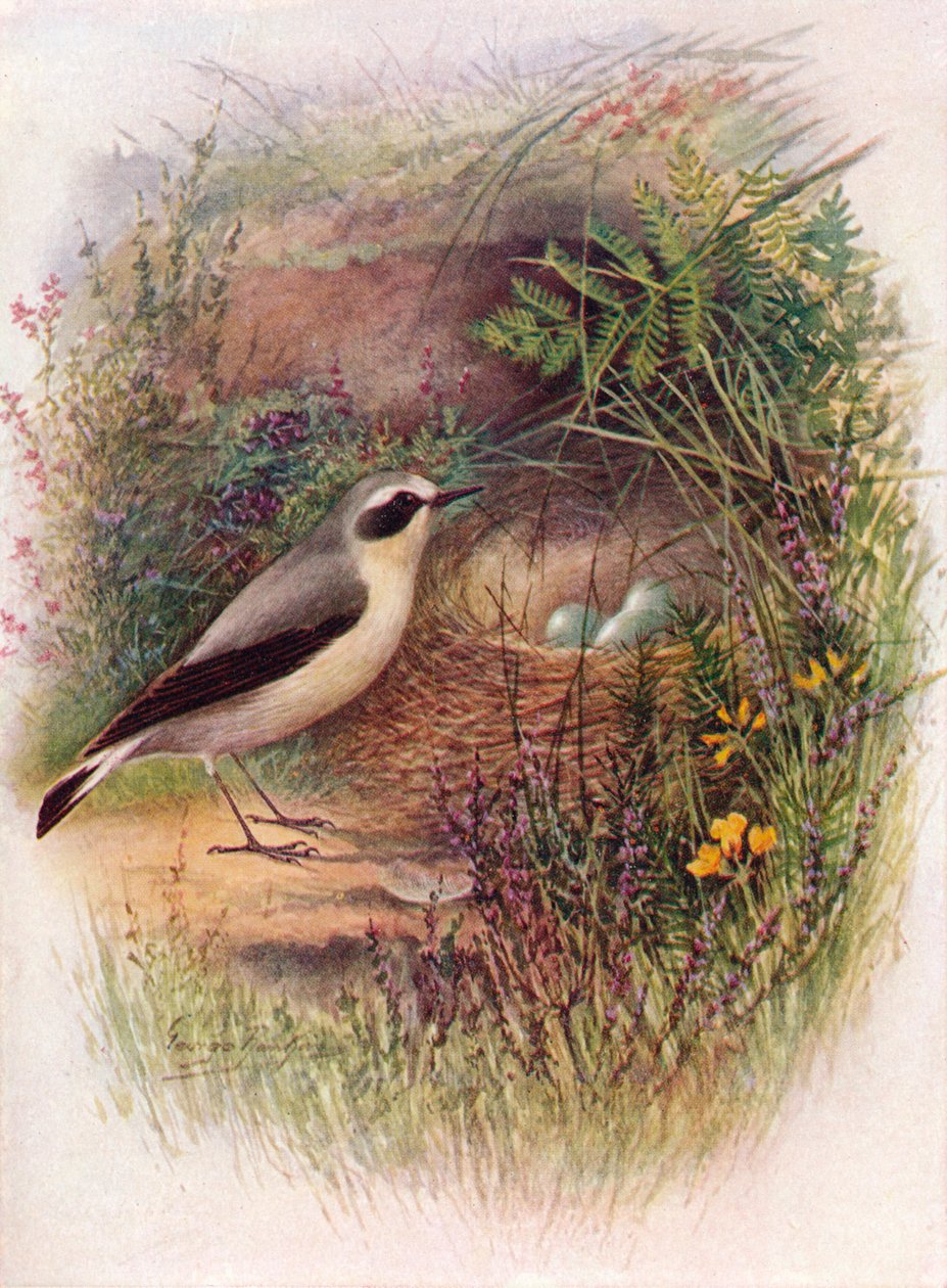 麦翁之耳-Saxicola oenanthe，c1910，1910 作者 乔治·詹姆斯·兰金