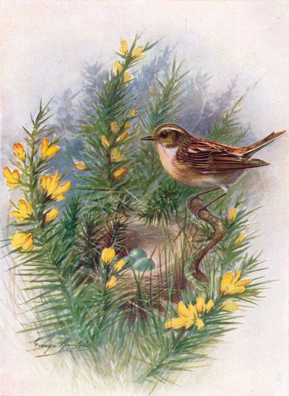 野猫-Pratincola rubetra，c1910，1910 作者 乔治·詹姆斯·兰金