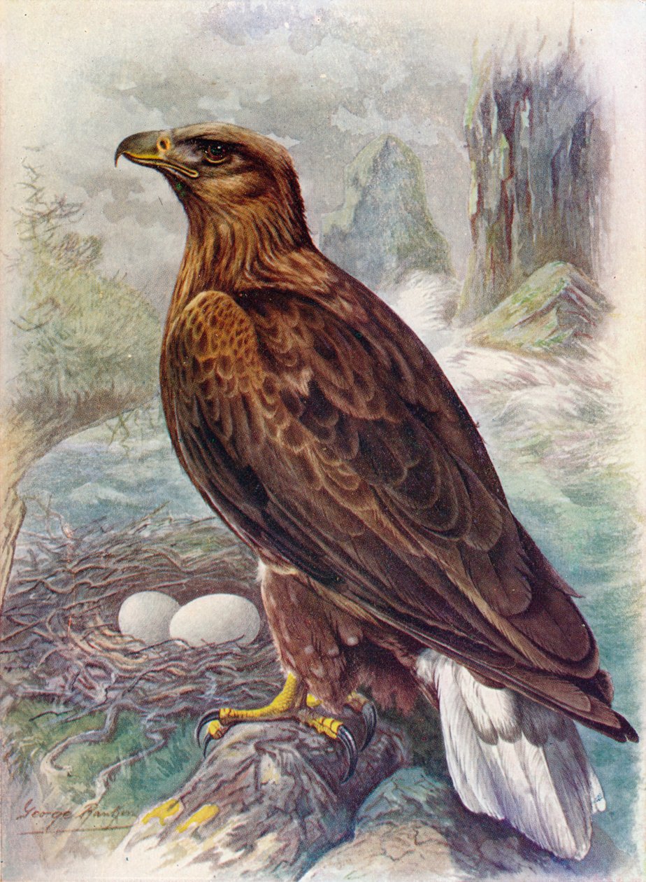 白尾或海鹰-Haliaetus albicilla，c1910，1910 作者 乔治·詹姆斯·兰金