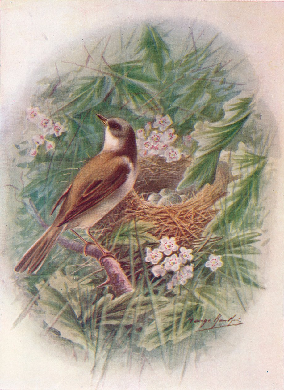 白喉-西尔维亚·灰霉病（Sylvia cinerea），c1910，1910 作者 乔治·詹姆斯·兰金