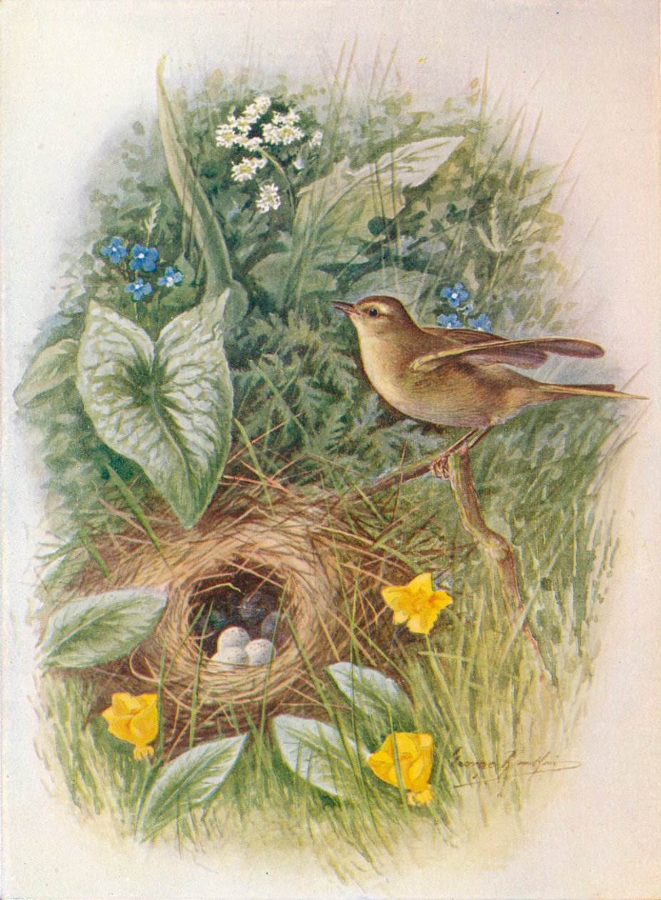 柳树ren-Phylloscopus trochilus，c1910，1910 作者 乔治·詹姆斯·兰金
