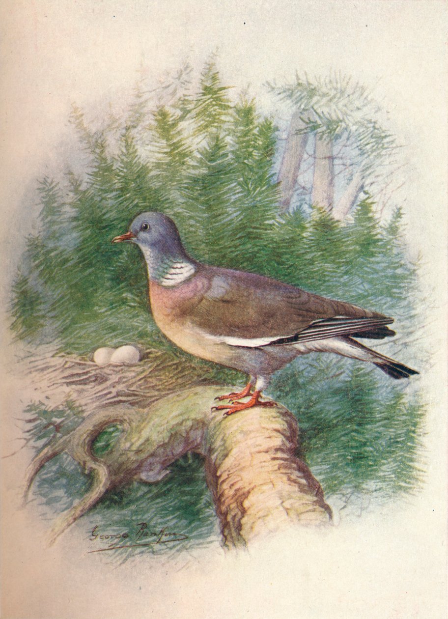 伍德鸽子或环鸽-哥伦布palumbus，c1910，1910 作者 乔治·詹姆斯·兰金
