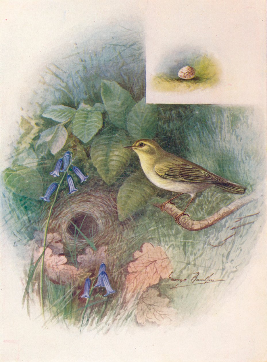 木--Phylloscopus sibilatrix，c1910，1910 作者 乔治·詹姆斯·兰金