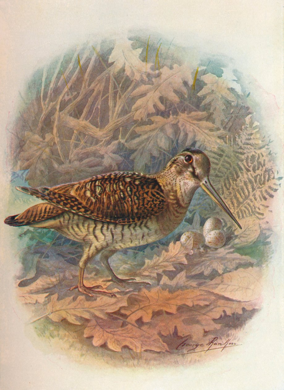 伍德科克-Scolopax Rustula，C1910，1910 作者 乔治·詹姆斯·兰金
