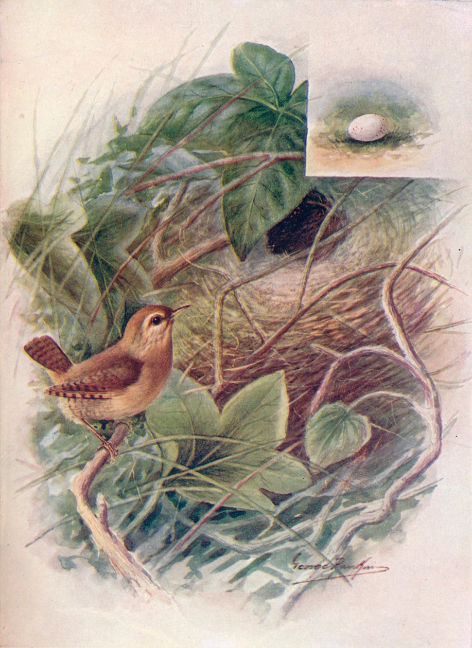 雷恩 - 穴居人小，c1910，1910 作者 乔治·詹姆斯·兰金