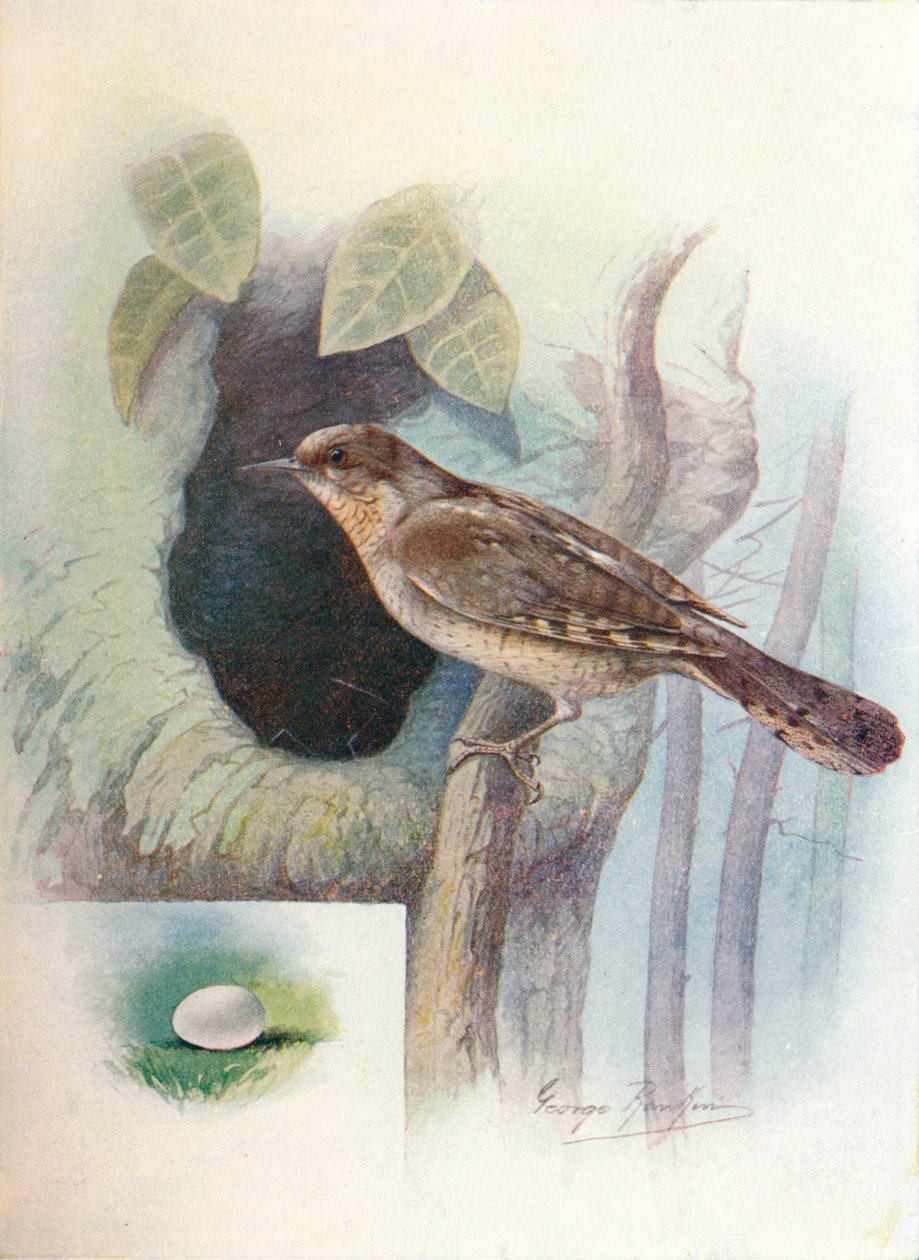 Wryneck-Iynx Torquilla，c1910，1910 作者 乔治·詹姆斯·兰金