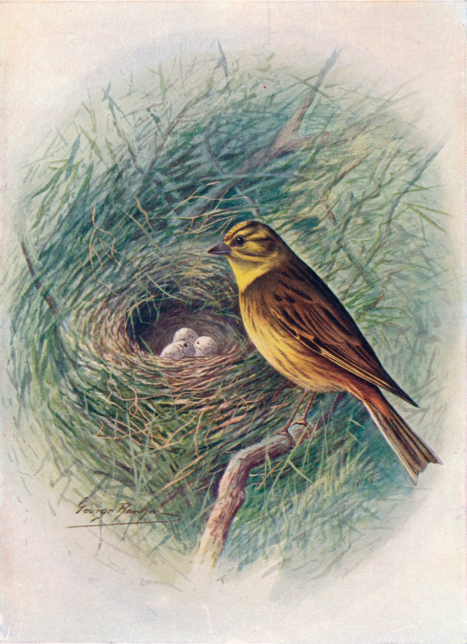 黄色锤或黄色短打-Emberiza citrinella，c1910，1910 作者 乔治·詹姆斯·兰金
