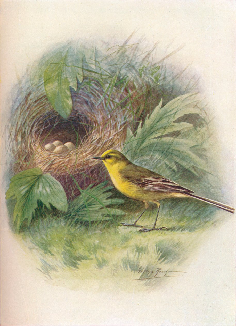 黄Wa-Motacilla raii，c1910，1910 作者 乔治·詹姆斯·兰金