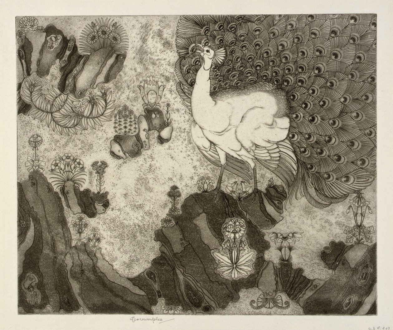 岩石花园 作者 乔治·马普尔斯