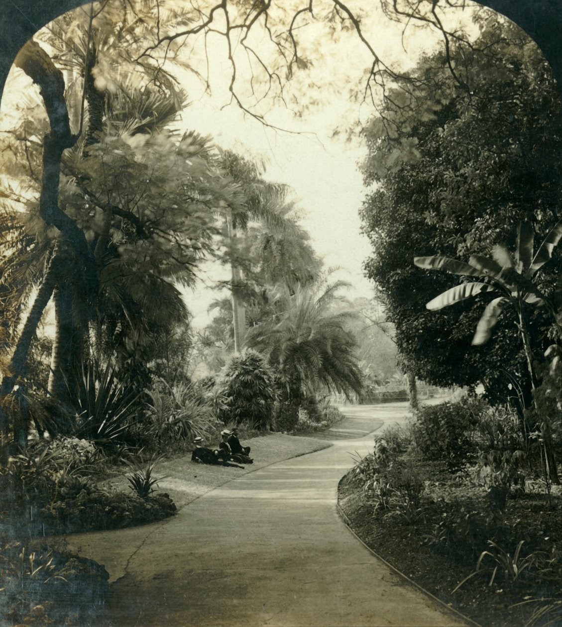 女王公园（Queens Park）中的通路，澳大利亚布里斯班，大约1909年。 作者 乔治·罗斯