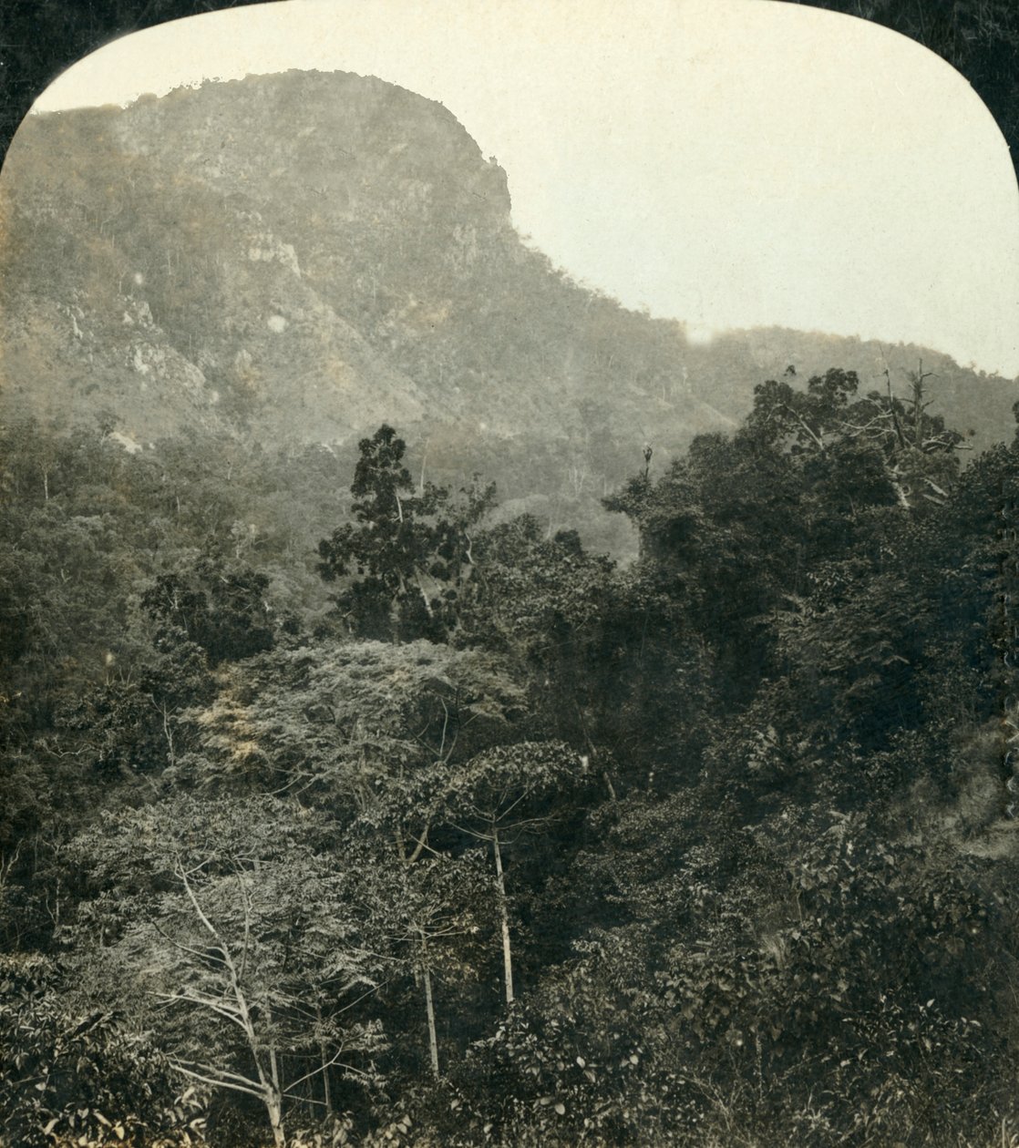 巴伦河峡谷的热带植被，...昆士兰州凯恩斯，澳大利亚，c1909。 作者 乔治·罗斯