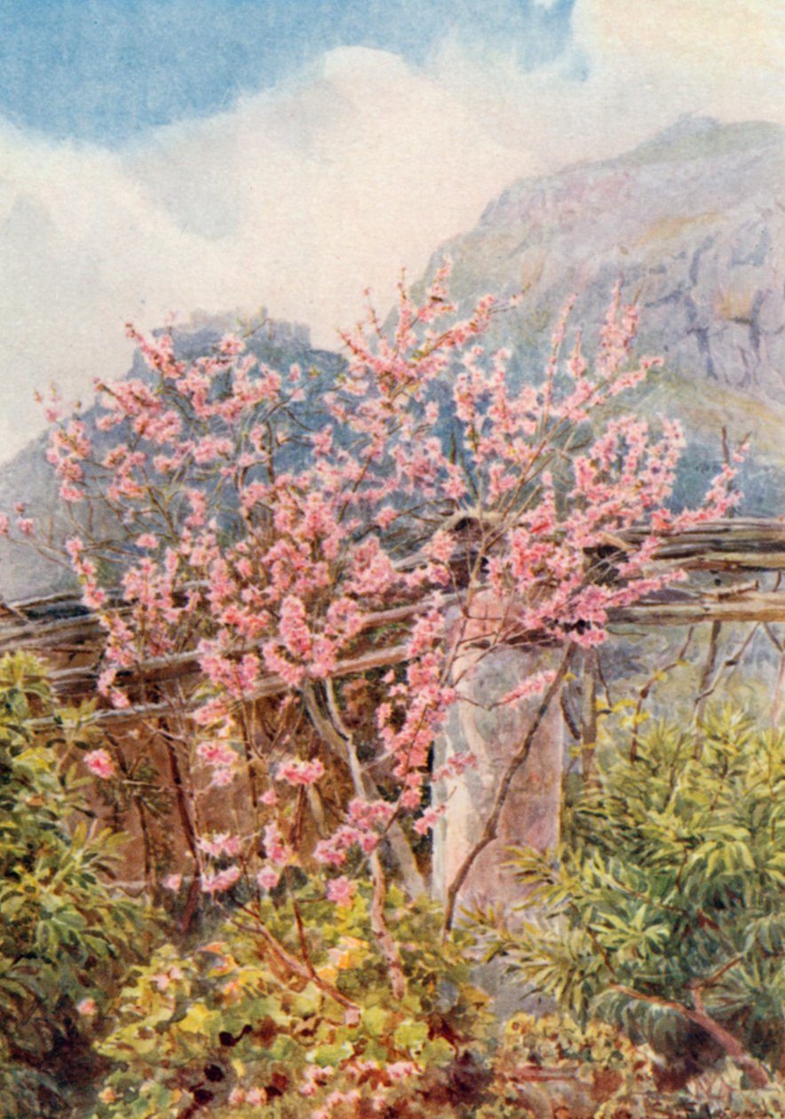 桃花盛开"（彩色石版画） 作者 乔治·塞缪尔·埃尔古德