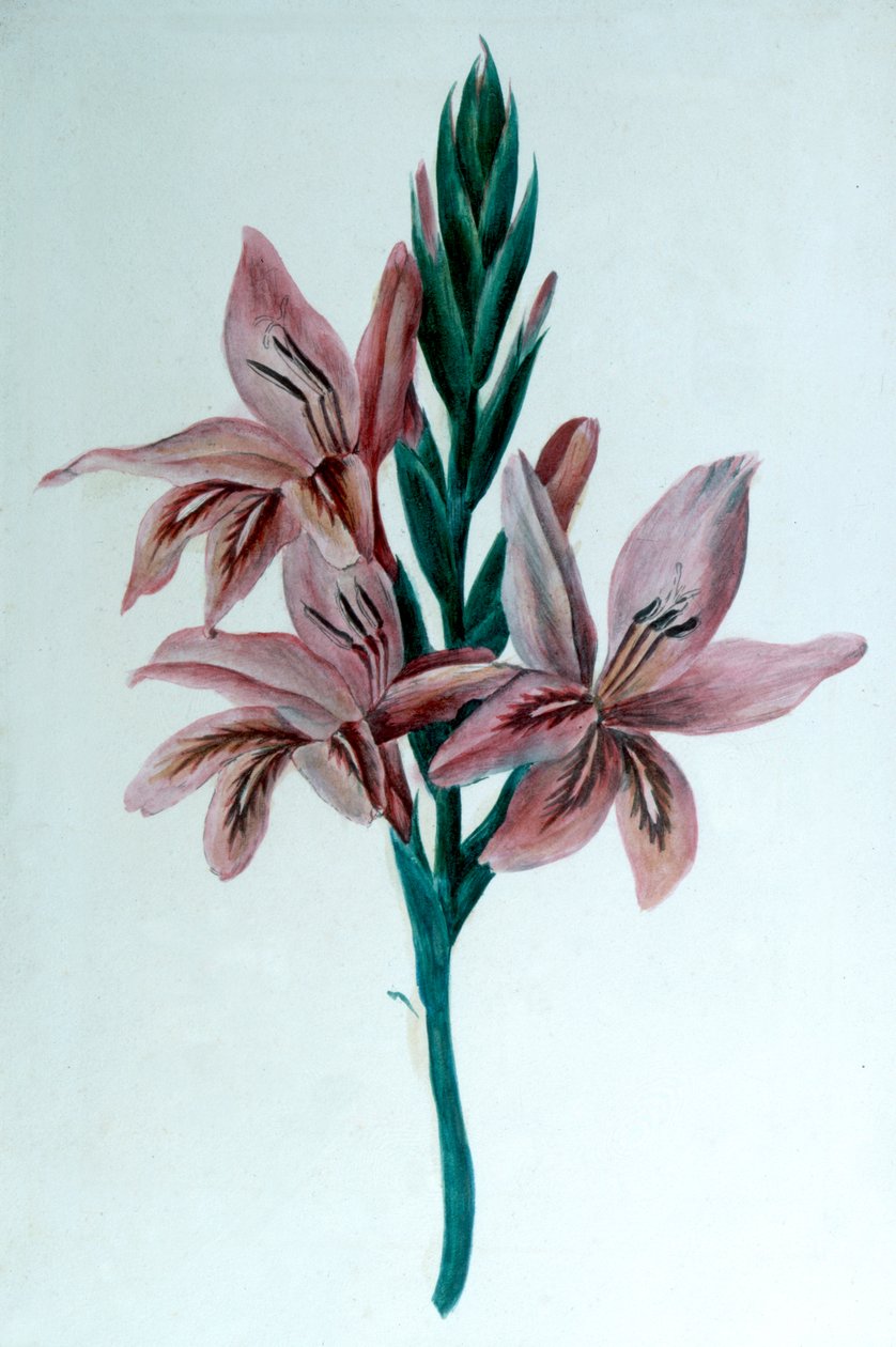 Glaieul Gladioli，19世纪。 作者 乔治·桑德