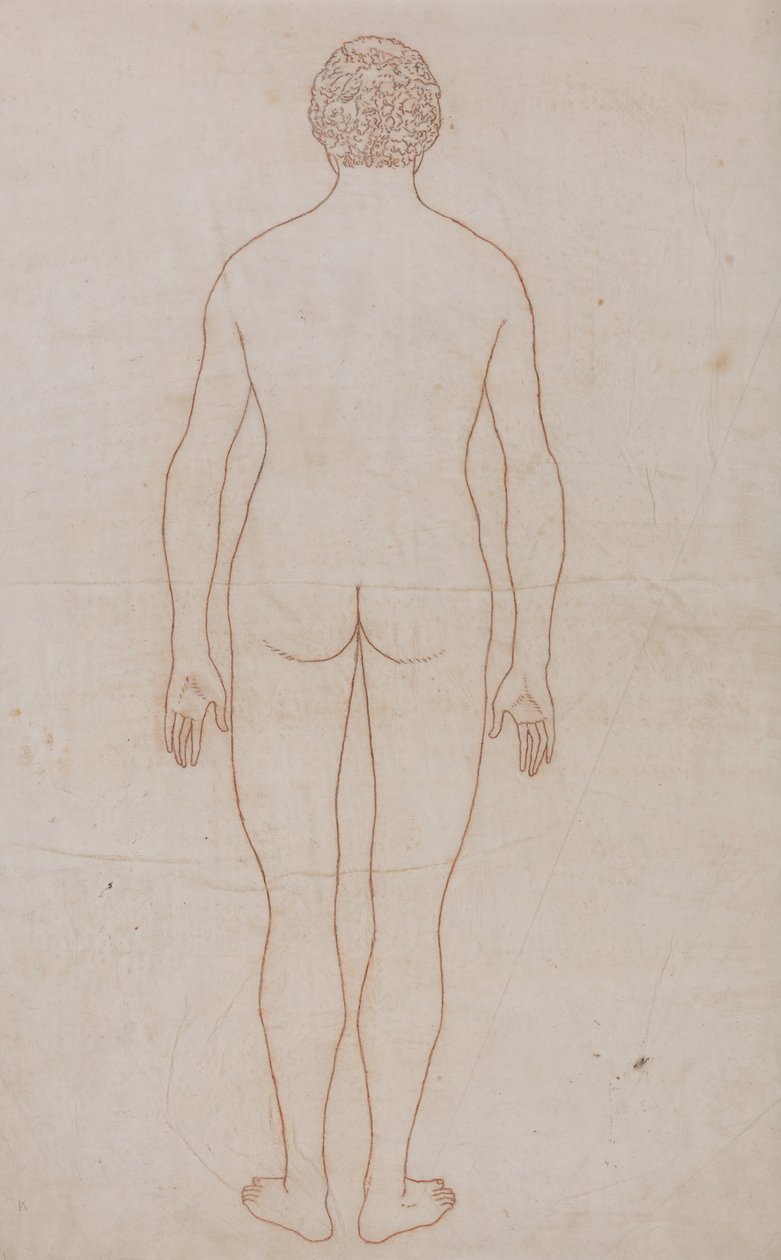 人体结构与老虎和普通家禽结构的比较解剖论述：人体，后视图（表 VII 的轮廓图） 作者 乔治·斯塔布斯