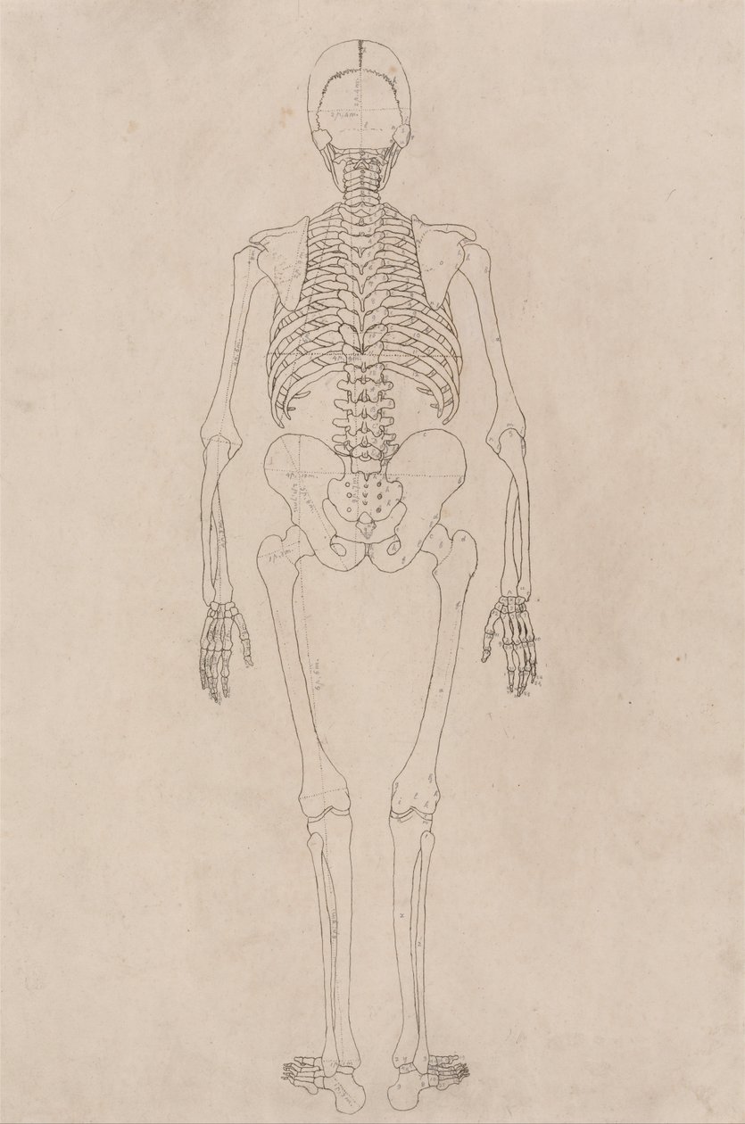 人体结构与老虎和普通家禽的比较解剖论述：人体骨骼，后视图（与表二有关） 作者 乔治·斯塔布斯