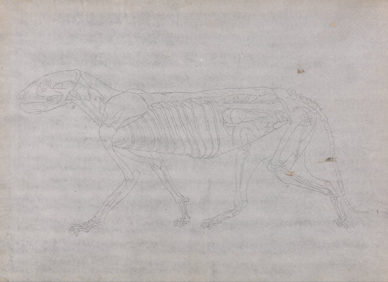 人体结构与老虎和普通家禽的比较解剖学论述》（A Comparative Anatomical Exposition of the Structure of the Human Body with a Tiger and a Common Fowl）：老虎身体，侧视图 作者 乔治·斯塔布斯