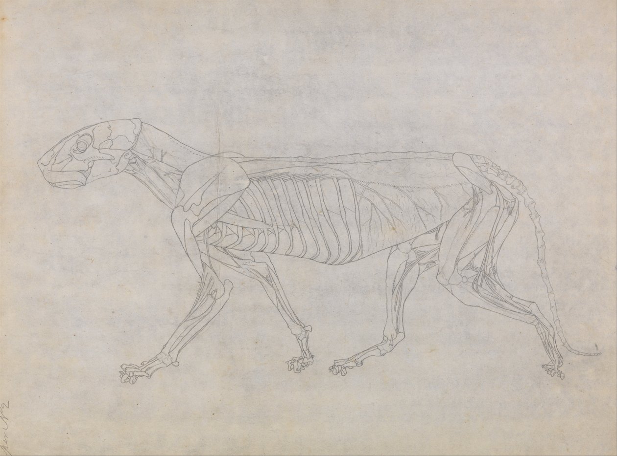 人体结构与老虎和普通家禽的比较解剖学论述》（A Comparative Anatomical Exposition of the Structure of the Human Body with a Tiger and a Common Fowl）：老虎身体，侧视图 作者 乔治·斯塔布斯