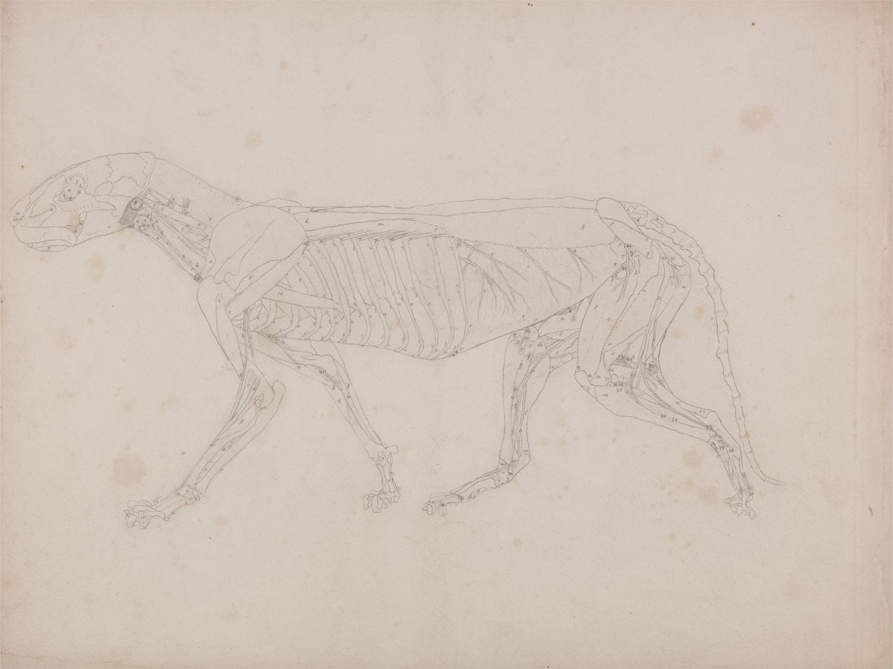 人体结构与老虎和普通家禽的比较解剖学论述》（A Comparative Anatomical Exposition of the Structure of the Human Body with a Tiger and a Common Fowl）：老虎身体，侧视图 作者 乔治·斯塔布斯