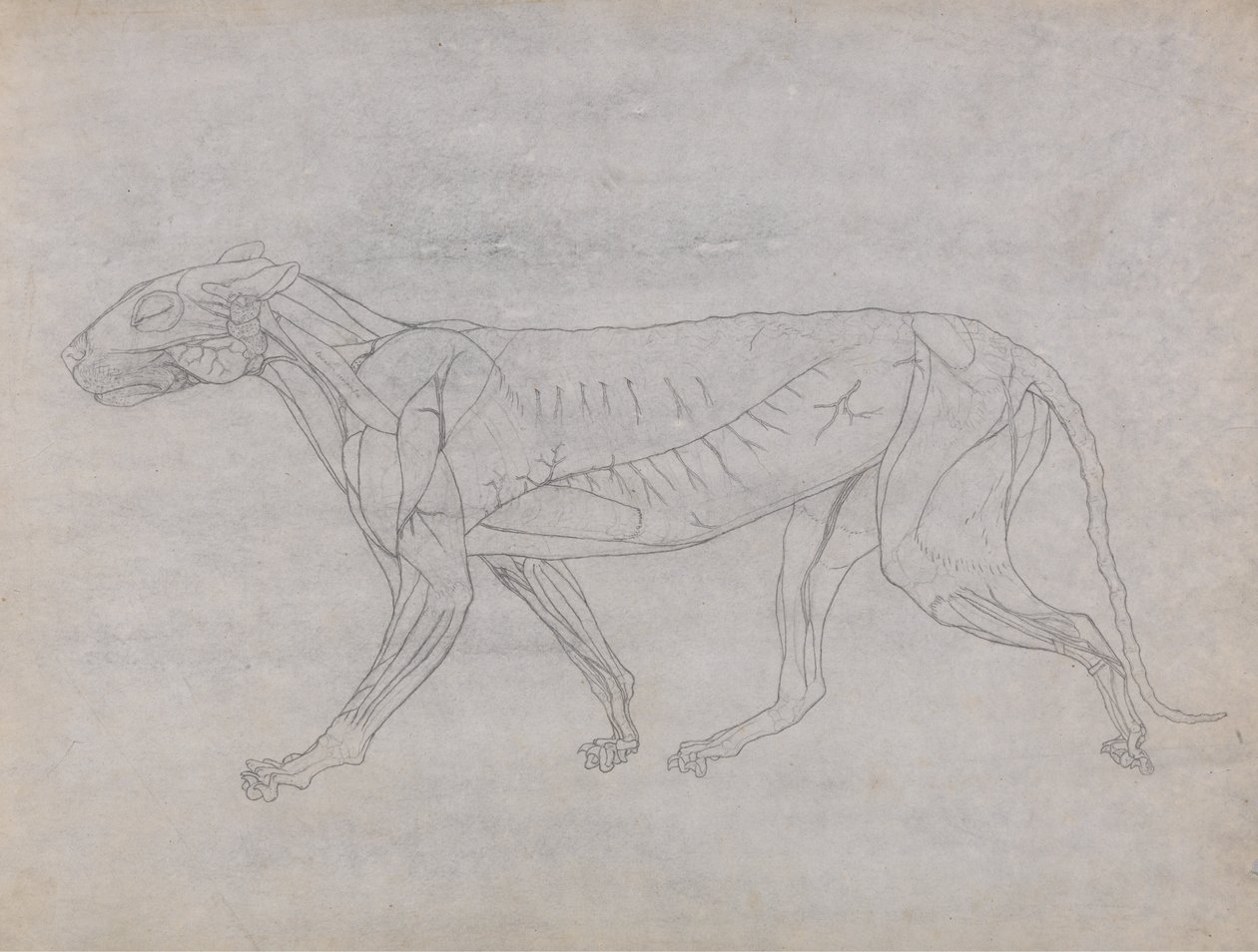 人体结构与老虎和普通家禽的比较解剖学论述》（A Comparative Anatomical Exposition of the Structure of the Human Body with a Tiger and a Common Fowl）：老虎身体，侧视图 作者 乔治·斯塔布斯