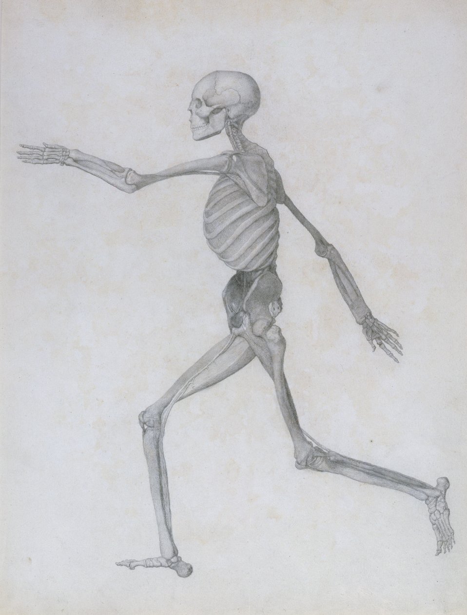 人体结构与老虎和家禽结构的比较解剖学论述：人类图，侧视图，1795-1806 作者 乔治·斯塔布斯
