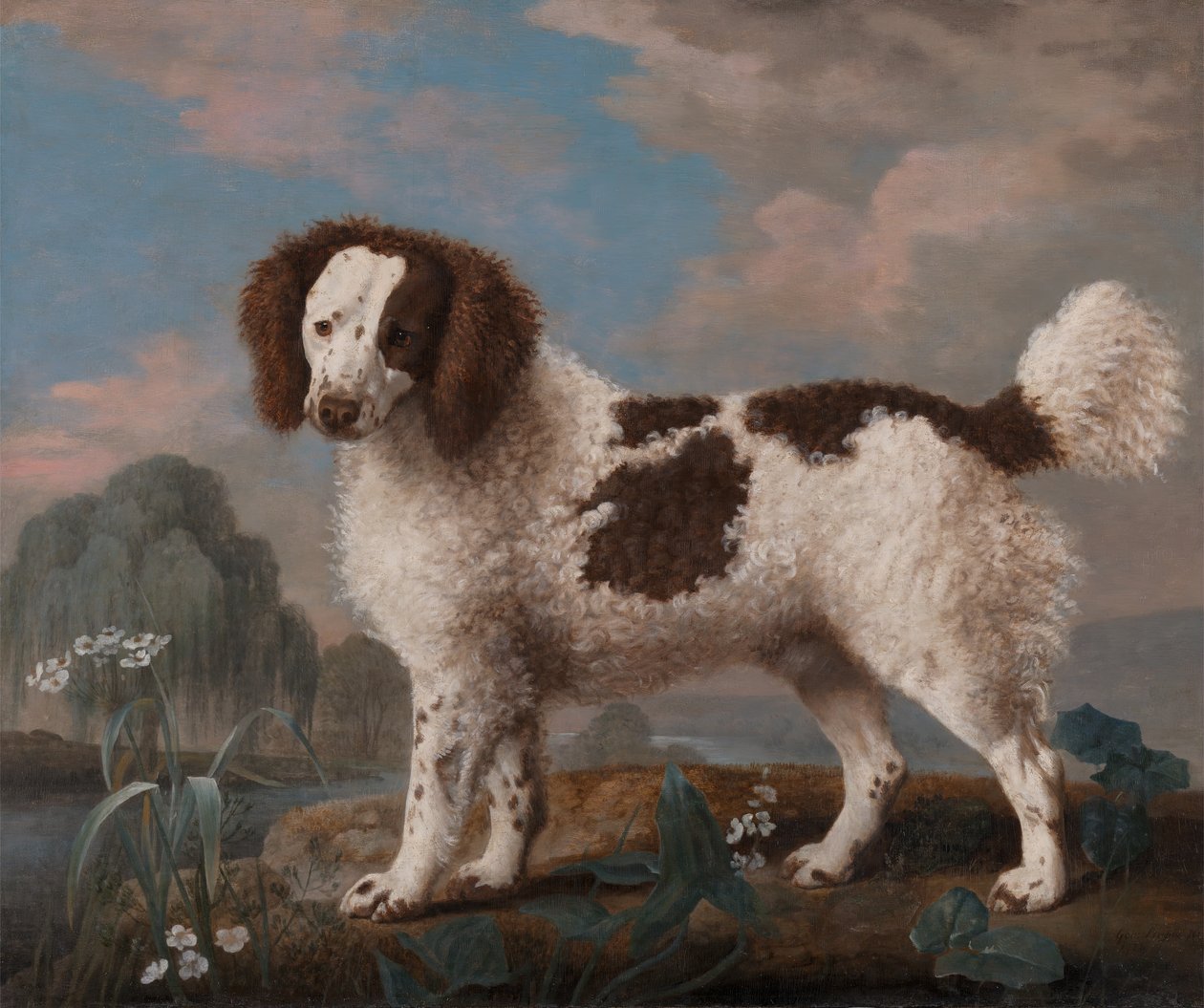棕色和白色的诺福克或水猎犬，1778年。 作者 乔治·斯塔布斯