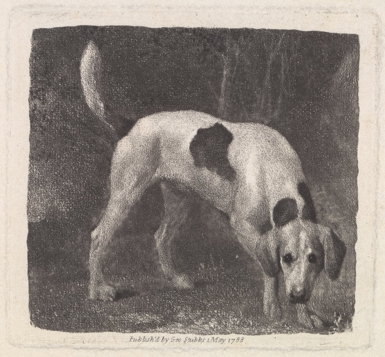 狗（香味上的猎狐犬）由艺术家，酒吧刻。 1788 作者 乔治·斯塔布斯