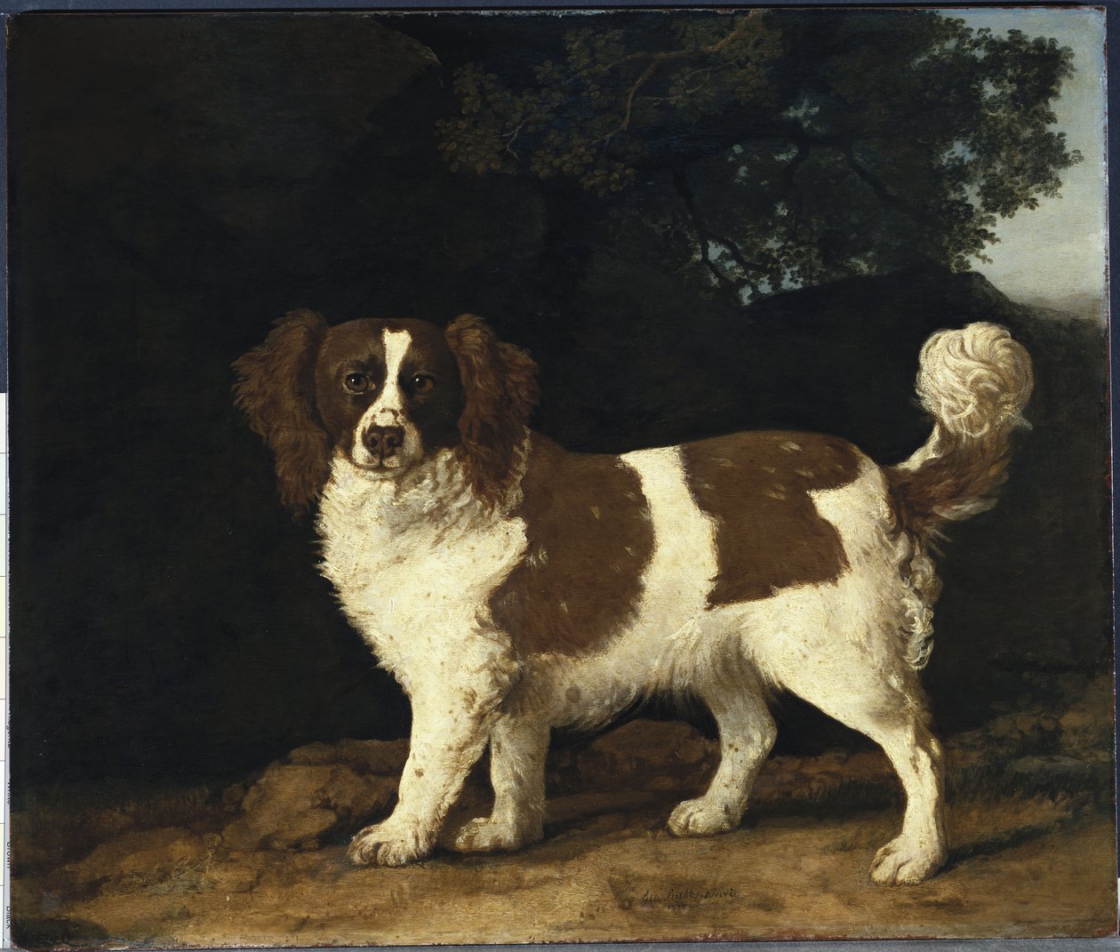 范妮（Fanny），穆斯特夫人的最爱西班牙猎狗，站在茂密的树林中，1777年 作者 乔治·斯塔布斯