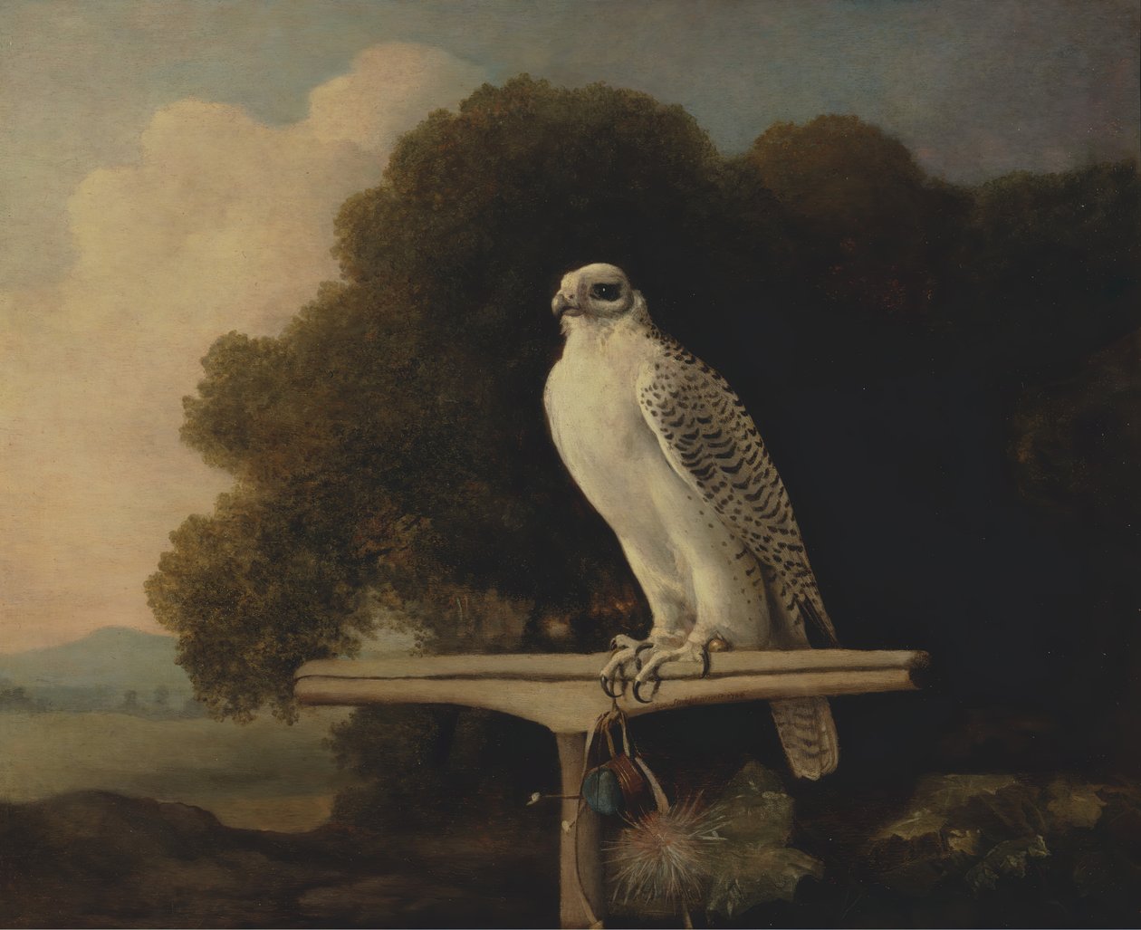 格陵兰隼,Gyr Falcon, 1780. 作者 乔治·斯塔布斯