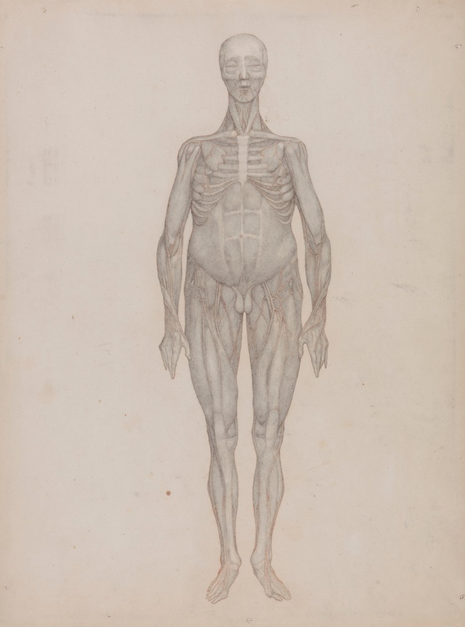 Human Figure, Anterior View (Intended for a Plate That was Never Published) 作者 乔治·斯塔布斯
