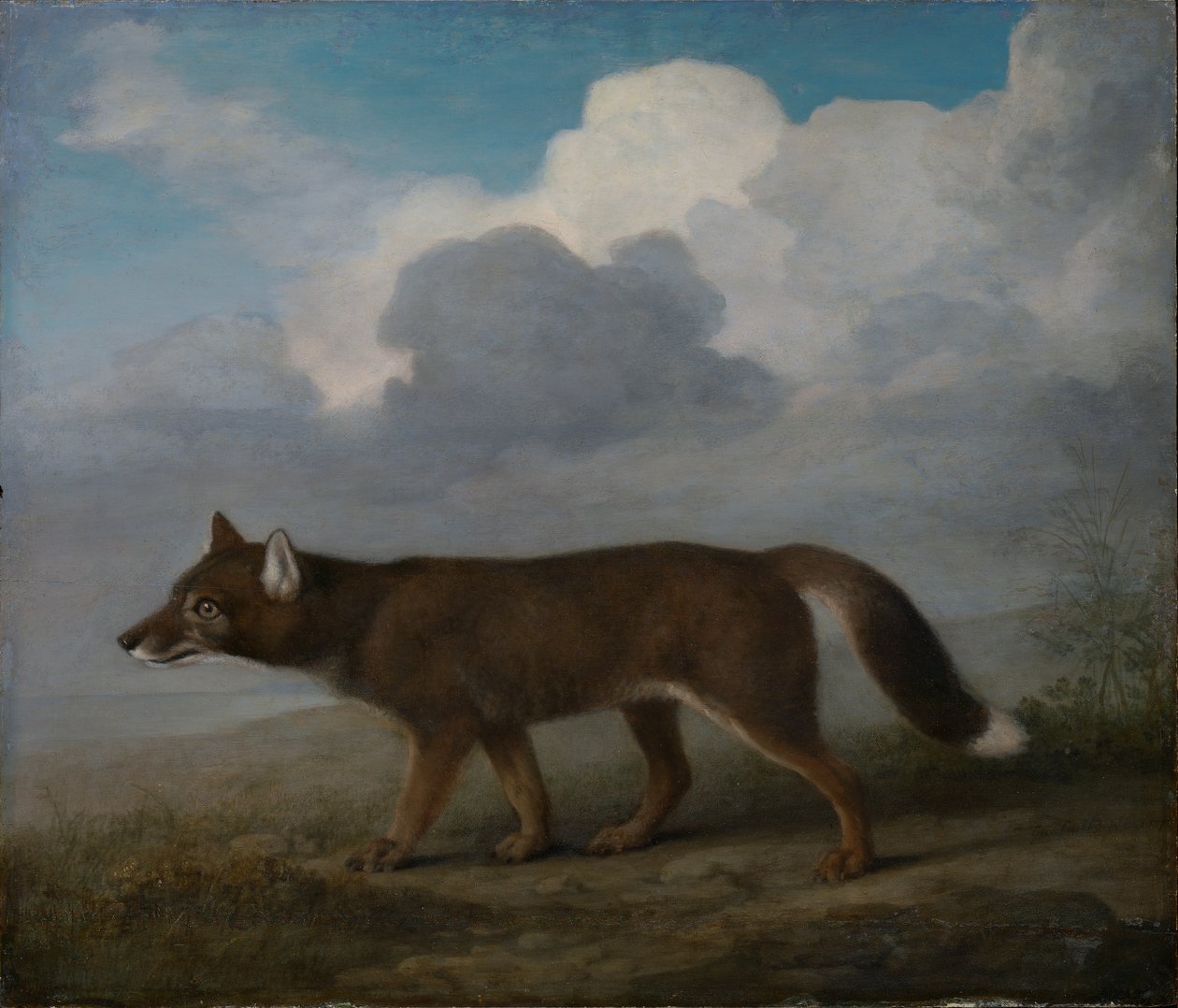 一只大型犬（Dingo）的肖像 作者 乔治·斯塔布斯
