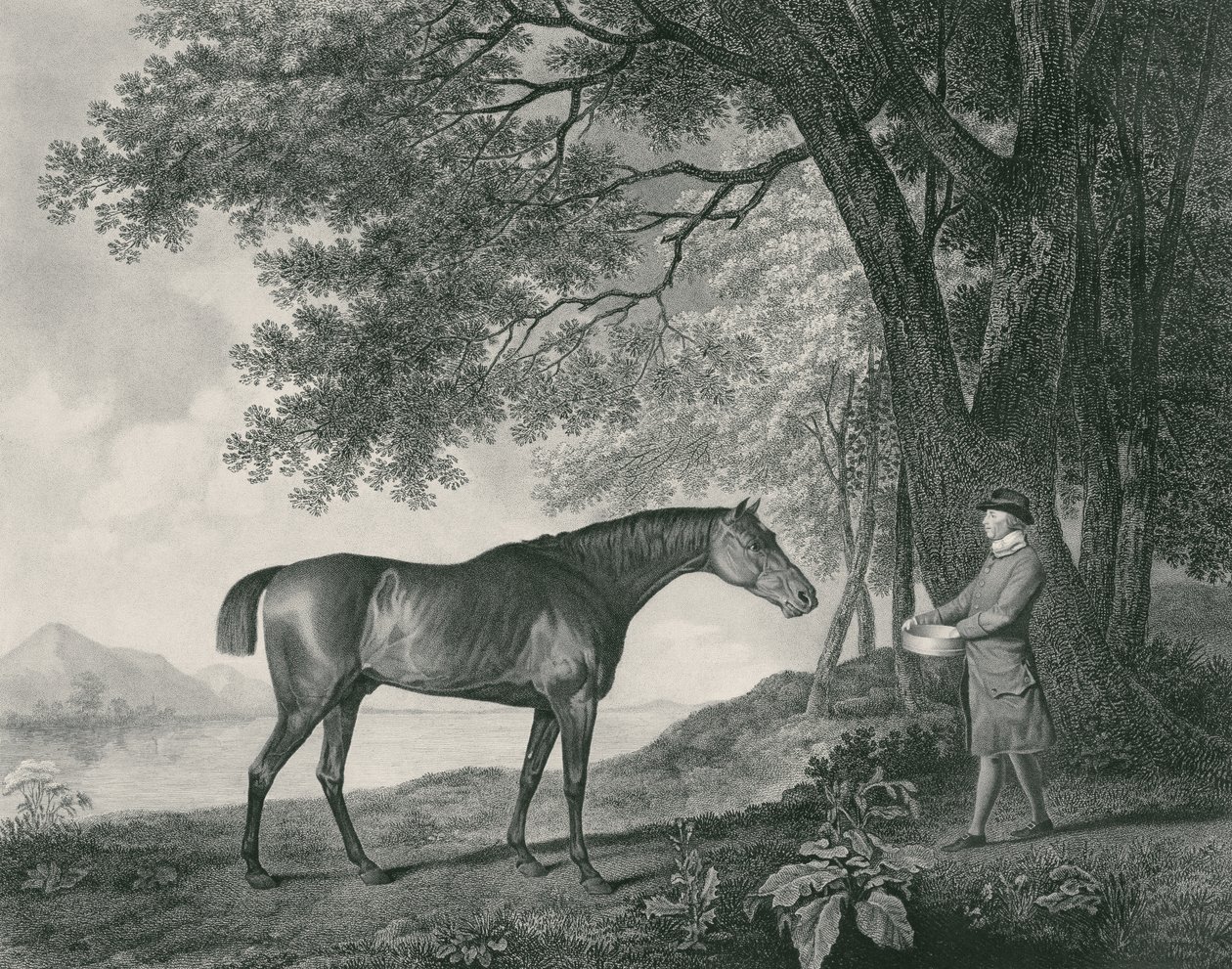 Sharke，由George Townley Stubbs（1756-1815）酒吧刻。 1794（蚀刻） 作者 乔治·斯塔布斯
