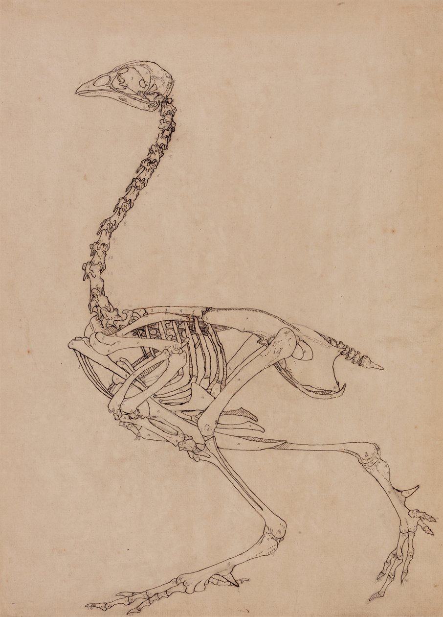 从人体结构与虎和普通禽类的比较解剖学博览，1795-1806（薄和纸上的笔墨和石墨）研究家禽，侧视图 作者 乔治·斯塔布斯