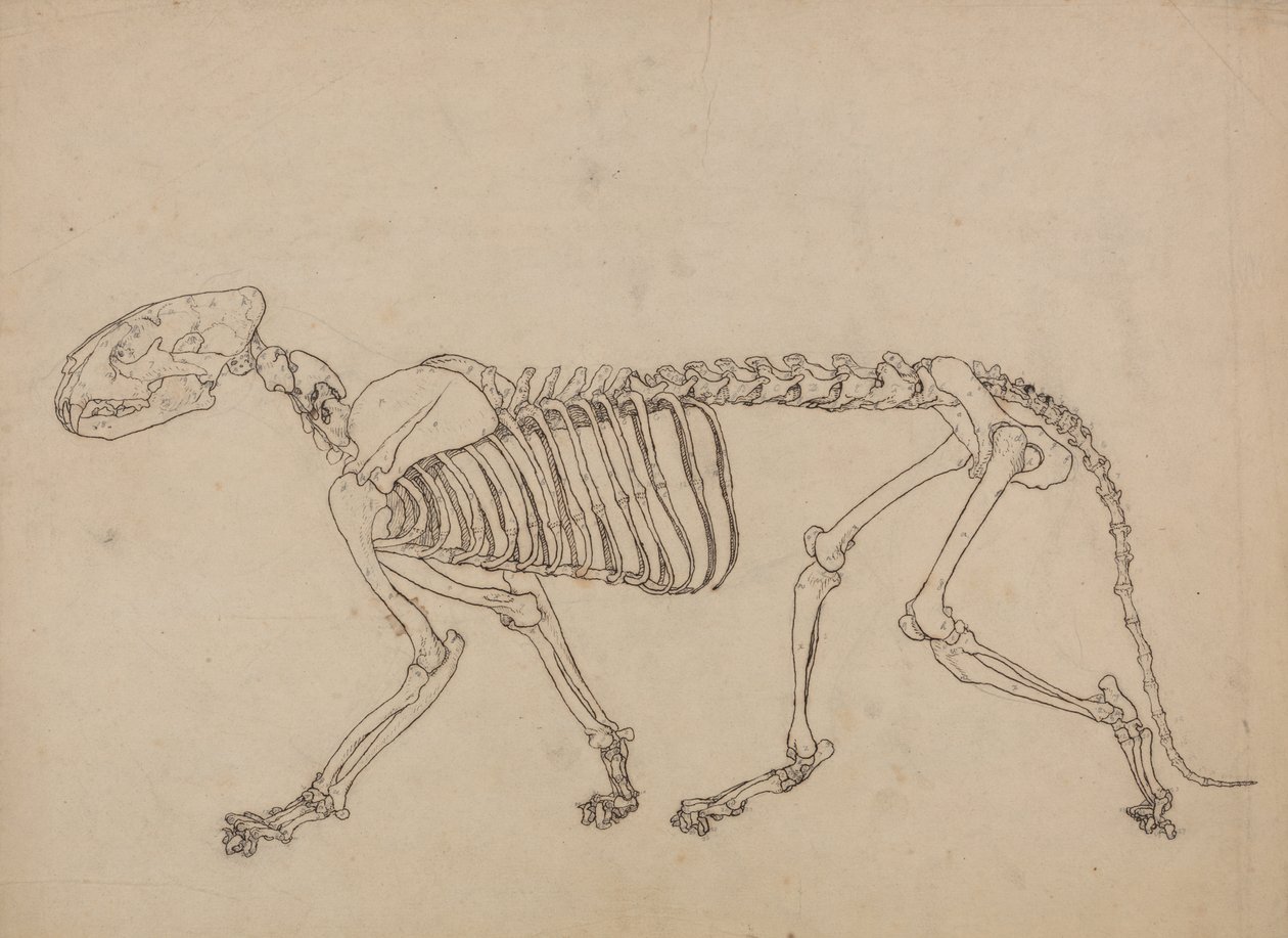 从人体结构与老虎和普通禽类结构的比较解剖学博览，1795-1806（薄笔和墨水和石墨在薄薄的纸上）研究虎，侧视图 作者 乔治·斯塔布斯