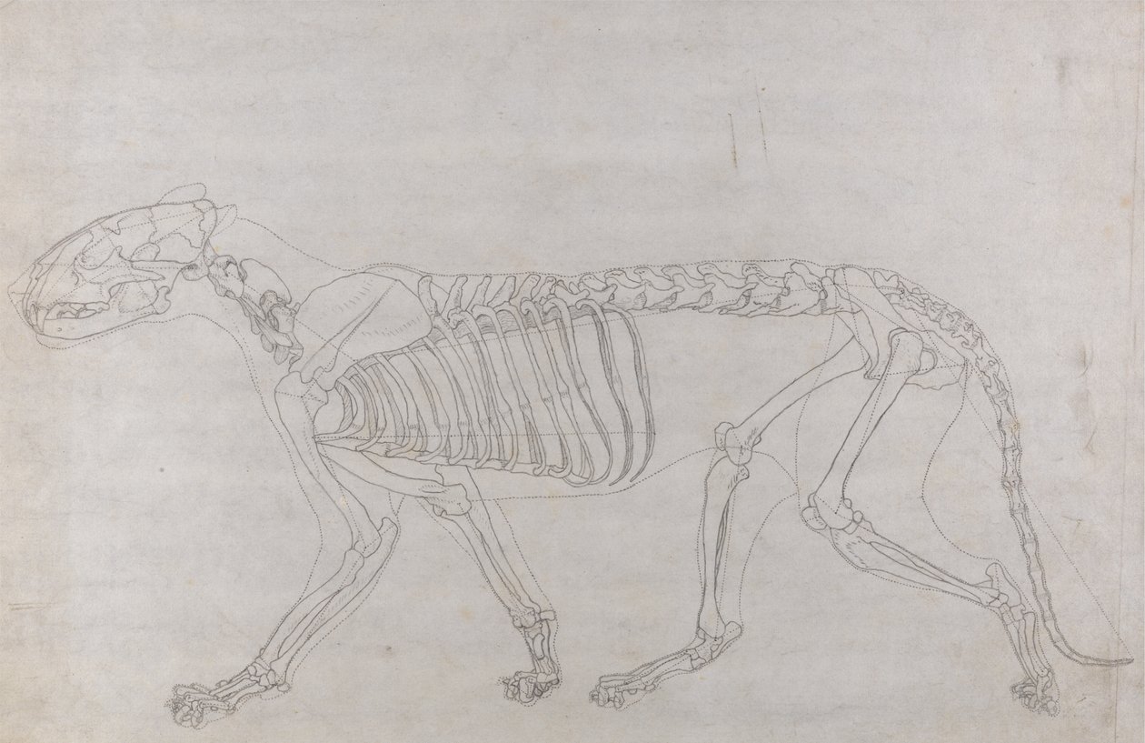 从人体结构与老虎和普通家禽的结构的比较解剖学博览，1795-1806（薄薄的纸上的石墨）研究虎，侧视图 作者 乔治·斯塔布斯
