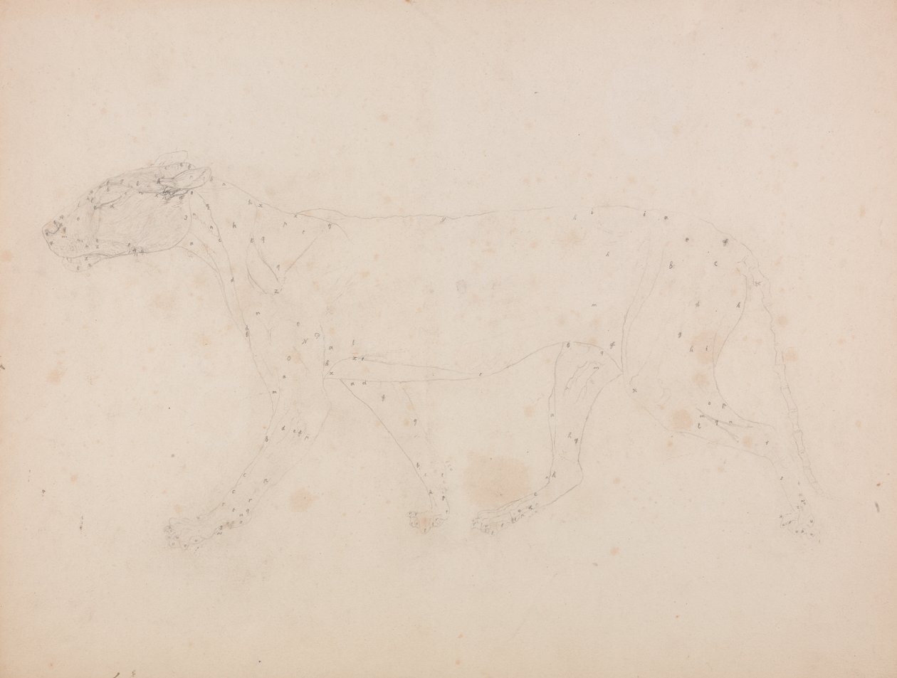 从人体结构与虎和普通禽类结构的比较解剖学博览，1795-1806（编织纸上的石墨）研究虎，侧视图 作者 乔治·斯塔布斯