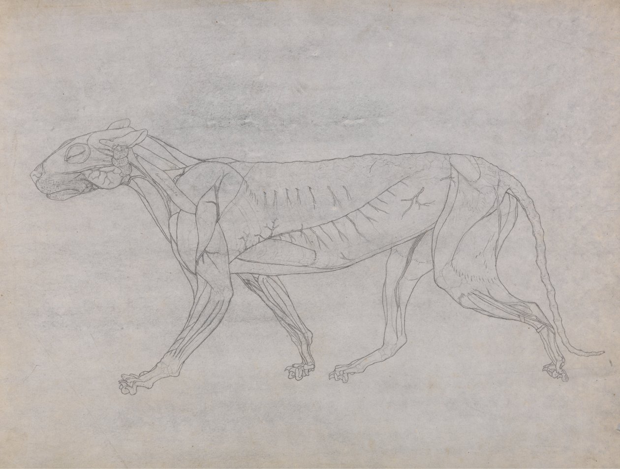 从人体结构与老虎和普通家禽的结构的比较解剖学博览，1795-1806（薄薄的纸上的石墨）研究虎，侧视图 作者 乔治·斯塔布斯