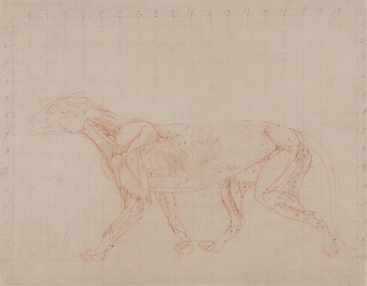 从人体结构与虎和普通禽类结构的比较解剖学博览，1795-1806（编织纸上的红色粉笔石墨）研究虎，侧视图 作者 乔治·斯塔布斯