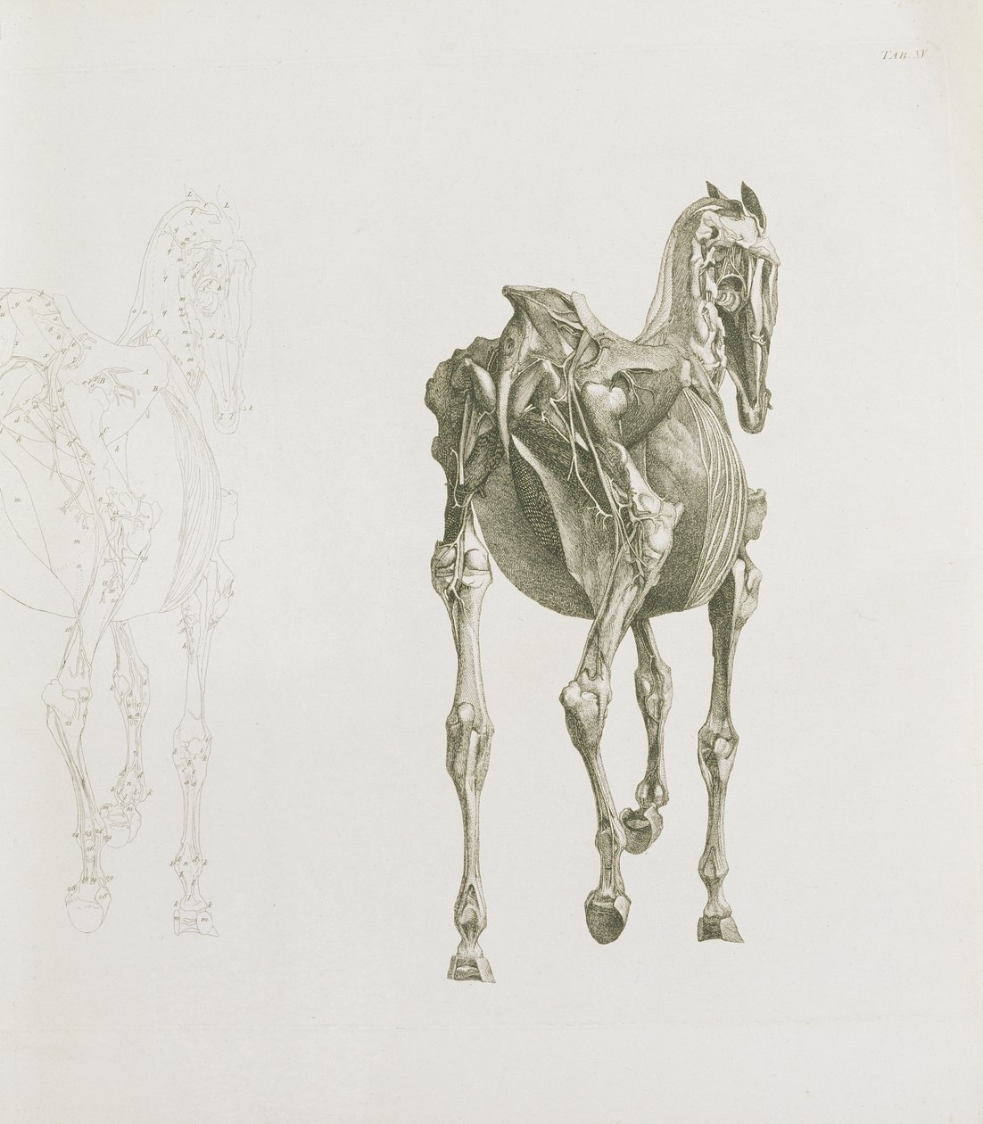 标签。 XV，来自&39;The Anatomy of the Horse ...&39;，1766 作者 乔治·斯塔布斯