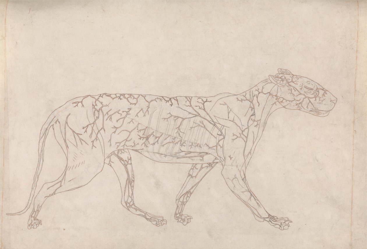 Tiger，横向视图（表面血液供应的概要研究，为表 IX 的关键图准备） 作者 乔治·斯塔布斯