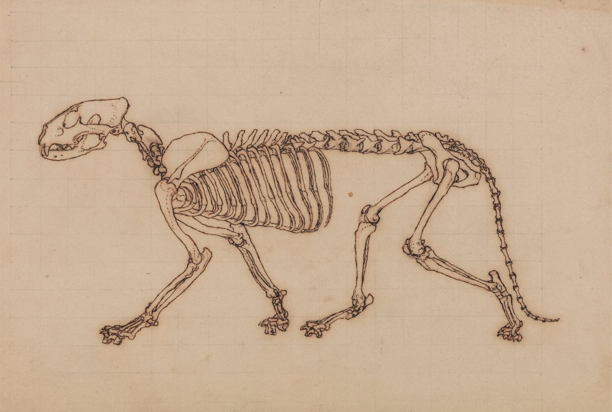 Tiger Skeleton, Lateral View   1433929   zh       chinese Successfully Translated  Original: Portrait of unknown woman from the court of King Henry VIII.,1812 (engraving) Translat: Portrait of unknown woman from the court of King Henry VIII.,1812 (engravin 作者 乔治·斯塔布斯